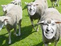 Koyunlar 2 Oyunu